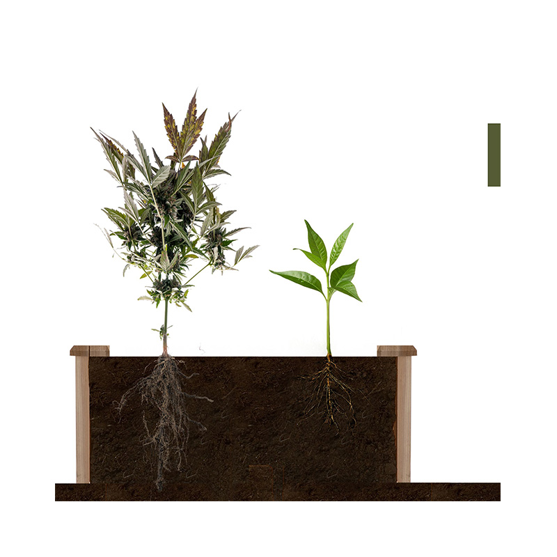 Cutie de pat de grădină înălțată de 3,9 ft x 3,9 ft cu grilă de creștere segmentată, material lemnos pentru plante și ierburi din curte